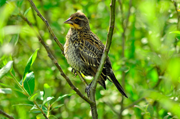 Female Red Winged Blackbird