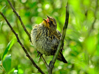 Female Red Winged Blackbird