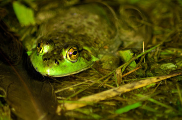 Green Frog