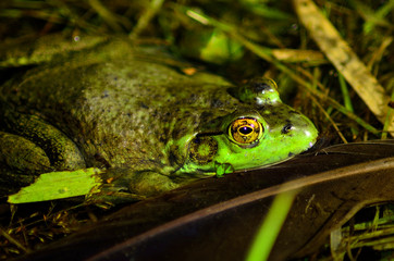 Green Frog