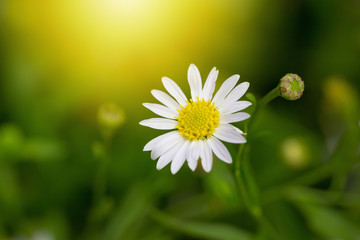 Obraz premium Little white daisy flower with green bokeh
