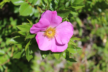 Virginia rose at Acadia National Park