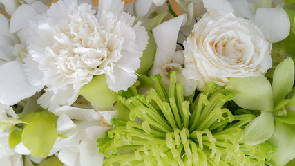 White nature flowers