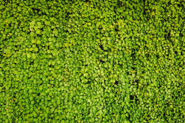 Green leaf wall