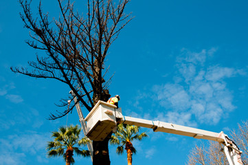 Tree Felling in Bucket Lift