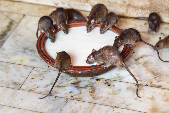 Rats drinking milk in Karni Mata Temple or Rats Temple. Deshnok. Rajasthan. India