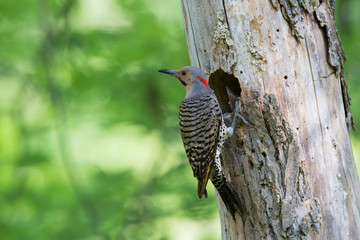  Male northern flicker (Colaptes auratus) at nest