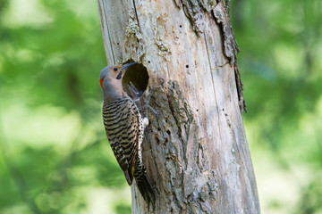  Male northern flicker (Colaptes auratus) at nest