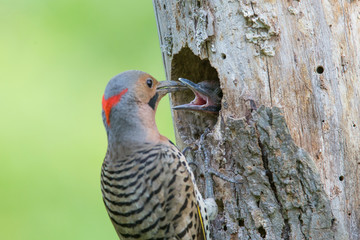  Male northern flicker (Colaptes auratus) at nest