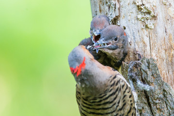 Male northern flicker (Colaptes auratus) at nest