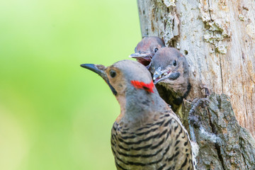  Male northern flicker (Colaptes auratus) at nest