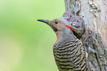  Male northern flicker (Colaptes auratus) at nest