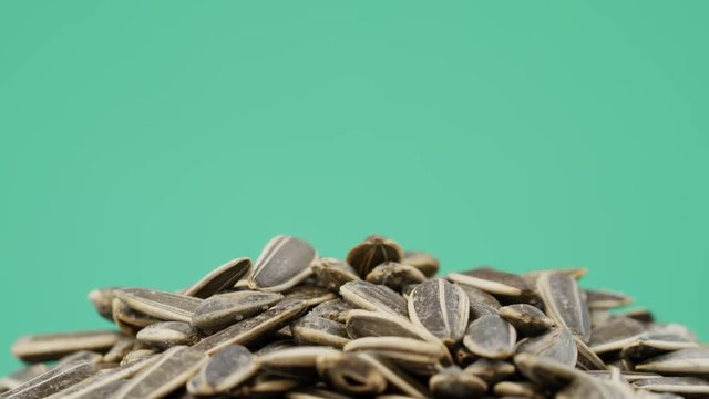 Pile of sunflower seeds