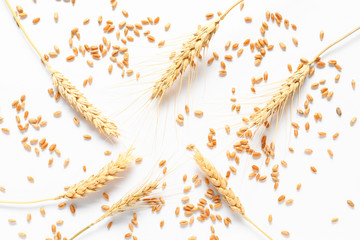 Wheat spikelets with grains on white background
