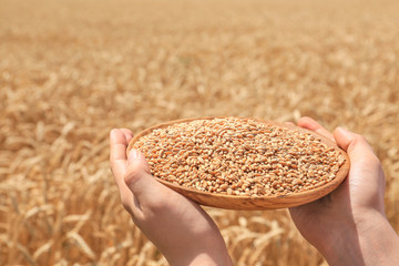 Woman holding plate with wheat grains in field