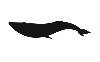 Vector black flat silhouette of whale isolated on white background