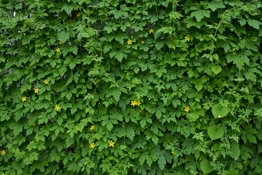 ゴーヤ 花 グリーンカーテン Stock 写真 Adobe Stock