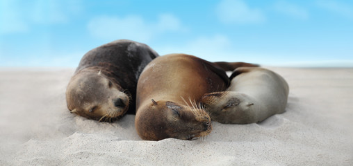Fototapeta premium Sea Lion Family in sand lying on beach on Galapagos Islands - Cute adorable Animals. Animal and wildlife nature on Galapagos, Ecuador, South America.