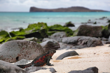 Animals. Christmas Iguana on Espanola Island on Galapagos Islands. Male Marine Iguana. Amazing...