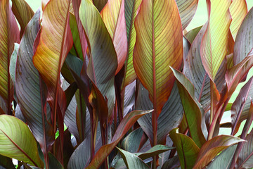 A considerable quantity of leaves of a canna create a picture with a variety of paints and lines. - obrazy, fototapety, plakaty