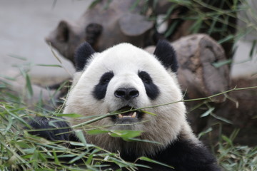 Obraz premium Fluffy Round Face Female Panda name Miao Miao, Chengdu, China