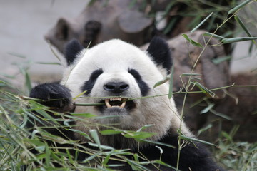 Fluffy Round Face Female Panda name Miao Miao, Chengdu, China