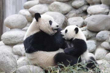 Fluffy Round Face Female Panda name Miao Miao, Chengdu, China © foreverhappy