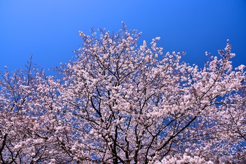 恩田川の桜