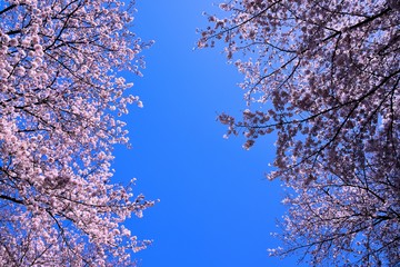 恩田川の桜