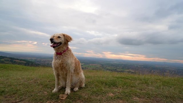 A beautiful golden doodle new bread and unique bread, sitting on a hill in front of a sun setting over the english countryside then running towards her owner.