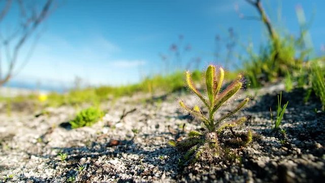 Carnivorous plant Drosera (Sundew) growing in sandy soils, Fernkloof Nature Reserve, Hermanus, South Africa.