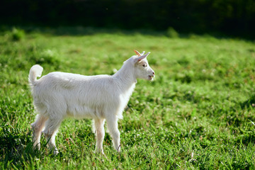 Fototapeta premium goat on a meadow