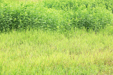 Green trees and grass after raining in the morning for natural background.