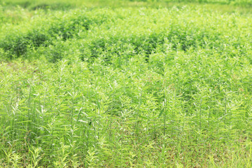 Green trees and grass after raining in the morning for natural background.