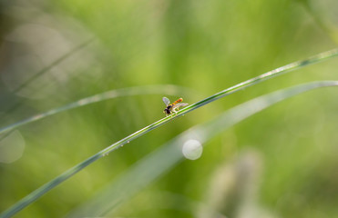 A hover resting on the grass