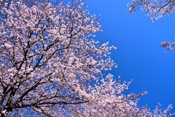 恩田川の桜