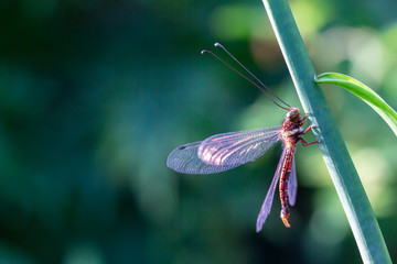 A dragonfly resting on a stem of grass
