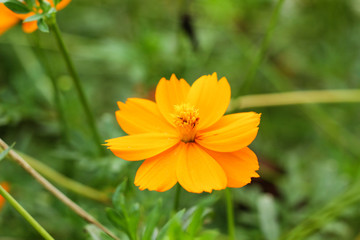 close up of small orange color flowerwith green defocus background