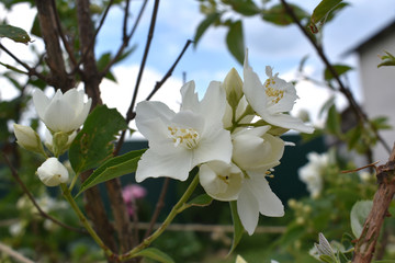 White Jasmine.