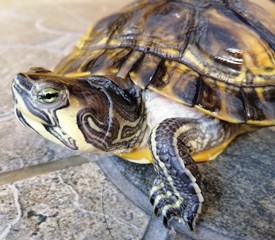 Obraz premium closeup of turtle