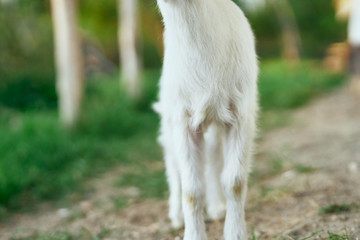 goat on green grass