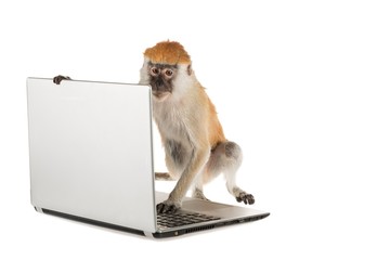 Monkey using a laptop computer