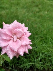 Flower in a garden