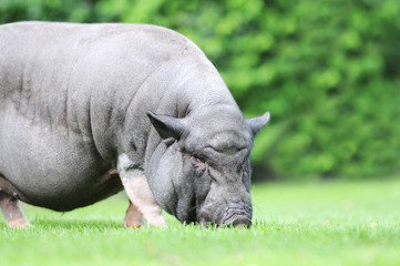 Obraz premium potbellied pig grazing on pasture