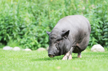 potbellied pig grazing on pasture