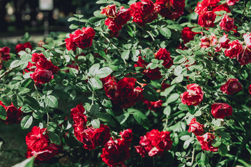 The texture of the bush is red roses or wild rose, vegetable background.