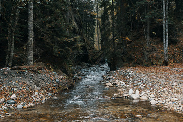 stream in the forest