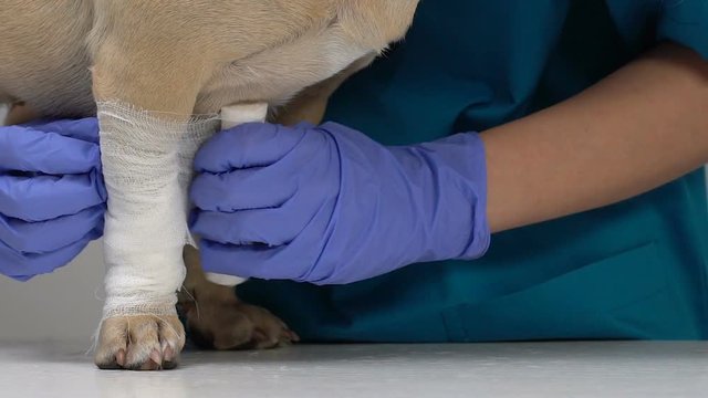 Veterinarian bandaging dog paw closeup, first aid injury, wound treatment health