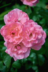 Beautiful delicate pink roses close-up on a dark green background. Rose grows on a bush in the summer.