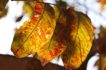 Beautiful old aged leaf - Autumn fall